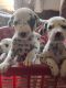 Dalmatian Puppies for sale in JP Nagar 7th Phase, Bengaluru, Karnataka, India. price: 13000 INR