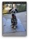 Dalmatian Puppies for sale in Rancho Palos Verdes, CA, USA. price: NA