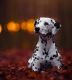 Dalmatian Puppies for sale in Los Angeles, CA, USA. price: NA
