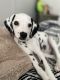 Dalmatian Puppies for sale in Las Vegas, NV, USA. price: NA