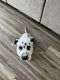 Dalmatian Puppies for sale in St. George, UT, USA. price: $500