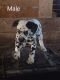 Dalmatian Puppies for sale in Millersburg, IN 46543, USA. price: $400