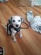Dalmatian Puppies for sale in Brooklyn, NY, USA. price: NA