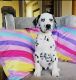 Dalmatian Puppies for sale in Houston, TX, USA. price: $1,300