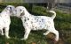 Dalmatian Puppies for sale in 30301 Mallorca Pl, Castaic, CA 91384, USA. price: NA