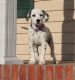 Dalmatian Puppies for sale in New York, NY 10011, USA. price: $650