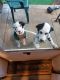 Dalmatian Puppies for sale in Philadelphia, PA, USA. price: NA