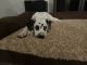 Dalmatian Puppies for sale in St. George, UT, USA. price: $600