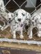 Dalmatian Puppies for sale in Miami Gardens, FL, USA. price: NA