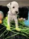 Dalmatian Puppies for sale in Claysville, PA 15323, USA. price: NA