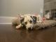 Dalmatian Puppies for sale in Huntersville, NC 28078, USA. price: NA