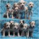 Dalmatian Puppies for sale in Lindenhurst, NY 11757, USA. price: $900