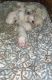 Dalmatian Puppies for sale in McCalla, AL 35111, USA. price: $1,500
