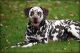 Dalmatian Puppies for sale in Tazewell, VA, USA. price: NA