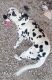 Dalmatian Puppies for sale in San Antonio, TX 78228, USA. price: $500