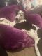 Dalmatian Puppies for sale in Raleigh, NC, USA. price: $600
