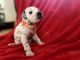 Dalmatian Puppies for sale in San Diego, CA, USA. price: NA