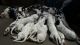 Dalmatian Puppies for sale in Nageswara Guruswamy St, Bharathi Nagar, Ayanavaram, Chennai, Tamil Nadu 600039, India. price: 10 INR