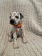 Dalmatian Puppies for sale in Colorado Springs, CO, USA. price: NA