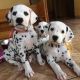 Dalmatian Puppies for sale in Chicago, IL, USA. price: $50,000