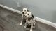 Dalmatian Puppies for sale in Lomita, CA 90717, USA. price: $1,100