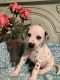 Dalmatian Puppies for sale in Darlington, SC 29532, USA. price: NA