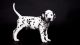 Dalmatian Puppies for sale in Tiffin, OH 44883, USA. price: NA