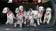 Dalmatian Puppies for sale in Nogales, AZ 85621, USA. price: $600