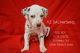 Dalmatian Puppies for sale in Tazewell, VA, USA. price: NA