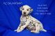 Dalmatian Puppies for sale in Tazewell, VA, USA. price: $1,500