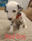 Dalmatian Puppies for sale in Romeoville, IL, USA. price: NA
