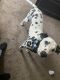 Dalmatian Puppies for sale in Houston, TX, USA. price: $80