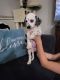Dalmatian Puppies for sale in Avondale, AZ, USA. price: $1,200