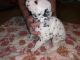 Dalmatian Puppies for sale in Wingate, NC 28174, USA. price: $800