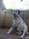 Dalmatian Puppies for sale in Grove City, OH, USA. price: $800