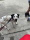 Dalmatian Puppies for sale in Orange City, FL 32763, USA. price: $1,000