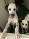 Dalmatian Puppies for sale in Darlington, SC 29532, USA. price: $800