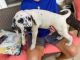Dalmatian Puppies for sale in Troy, NC 27371, USA. price: $1,000