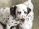 Dalmatian Puppies for sale in Brooksville, FL 34601, USA. price: NA