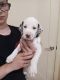 Dalmatian Puppies for sale in Mesa, AZ, USA. price: $1,800