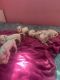 Dalmatian Puppies for sale in Pacoima, Los Angeles, CA, USA. price: $1,800