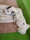 Dalmatian Puppies for sale in Ithanagar, Tenali, Andhra Pradesh, India. price: 20000 INR
