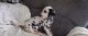 Dalmatian Puppies for sale in Robersonville, NC 27871, USA. price: $300