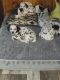 Dalmatian Puppies for sale in Carrollton Township, MI 48724, USA. price: $400