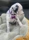 Dalmatian Puppies for sale in Fontana, CA, USA. price: NA