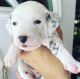 Dalmatian Puppies for sale in Dillsburg, PA 17019, USA. price: $1,200