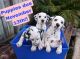 Dalmatian Puppies for sale in Lakeland, FL, USA. price: NA