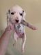 Dalmatian Puppies for sale in Hahira, GA 31632, USA. price: $1,500