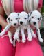 Dalmatian Puppies for sale in S Carolina St, Avon Park, FL 33825, USA. price: NA