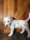 Dalmatian Puppies for sale in Union City, NJ 07087, USA. price: $1,200